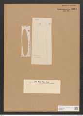 Frustulia viridula (Breb.) De-Toni (de-Toni-Nr.: Genus 19, Species 1160) Zeichnungen Sammlung Grunow Nr. 2264 (NHMW-BOT-W0369374)